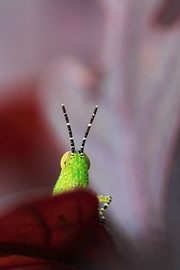 杂锦昆虫