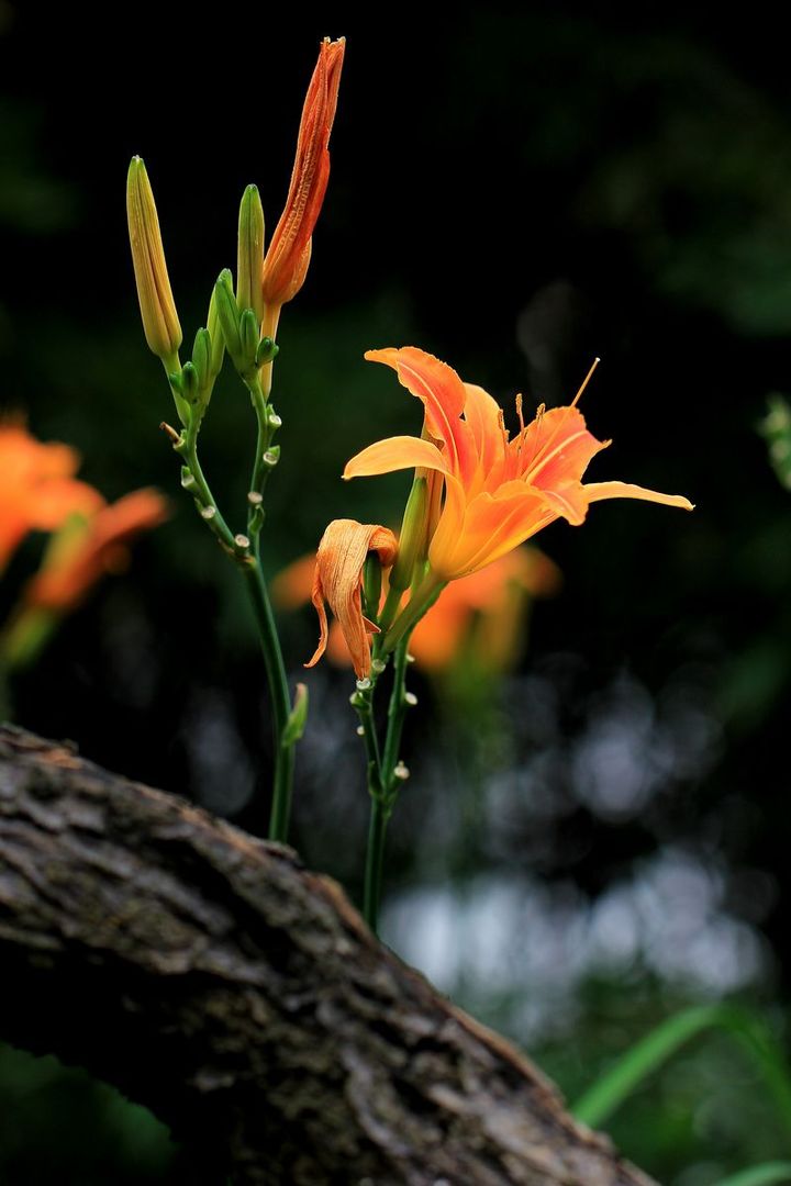 萱草花语(萱草花语和寓意)