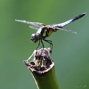 盛夏“蜻蜓”
