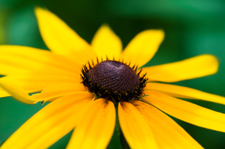 Ļ
