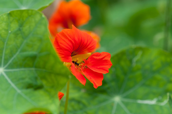 Ļ