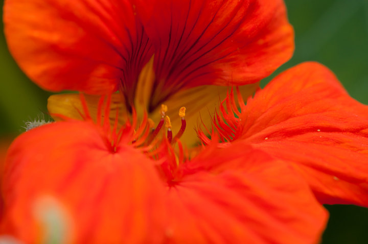 Ļ
