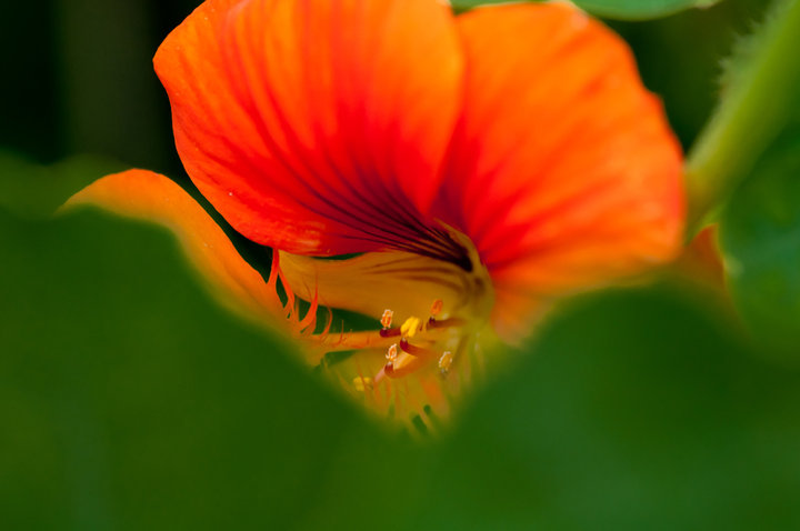 Ļ
