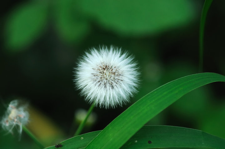 Ļ