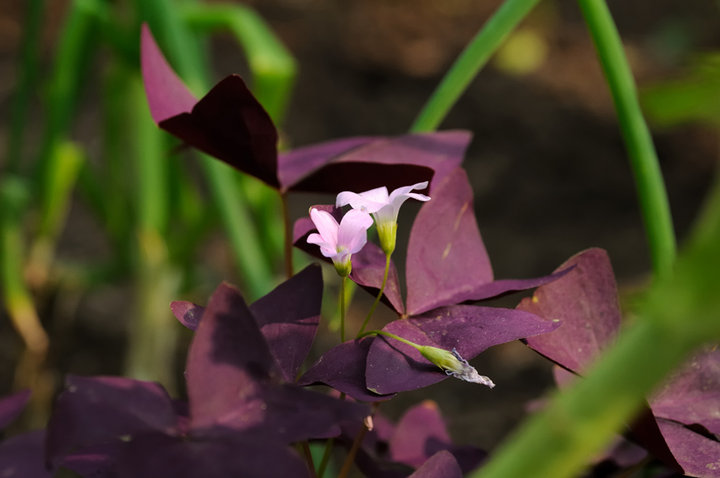 Ļ
