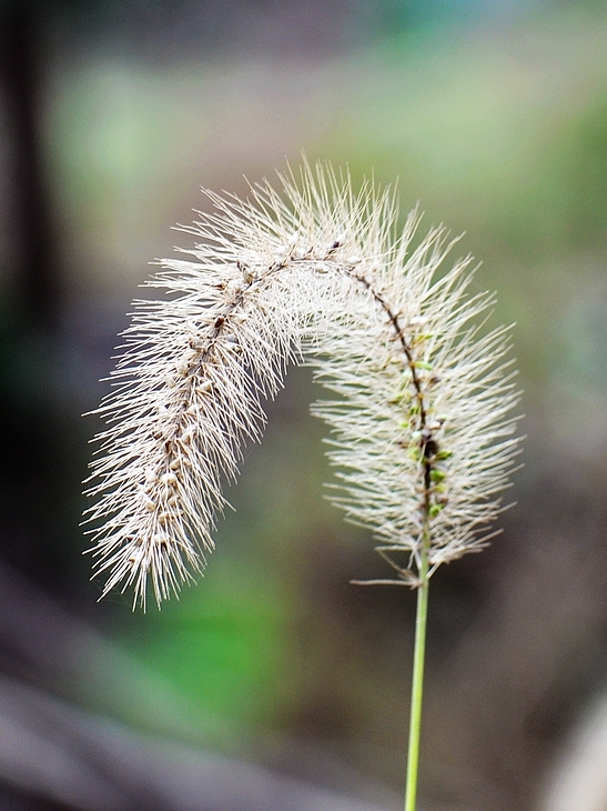 狗尾巴草