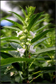 芝麻开花节节高