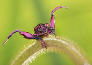 紫茎甲