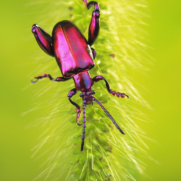 紫金甲昆虫图片