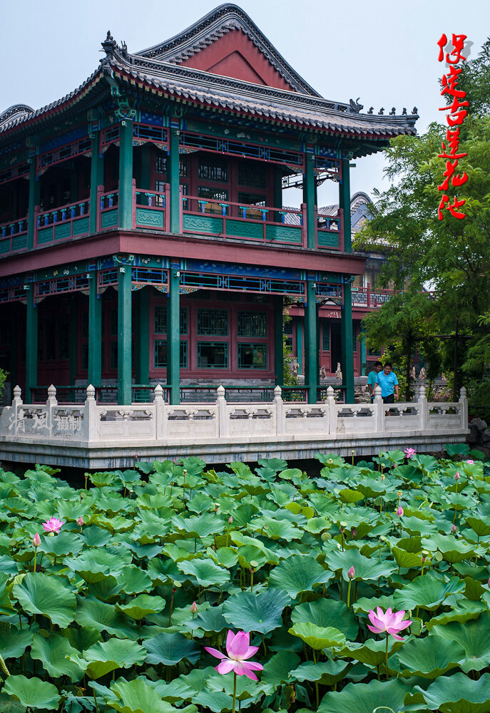 保定古莲花池景点图片