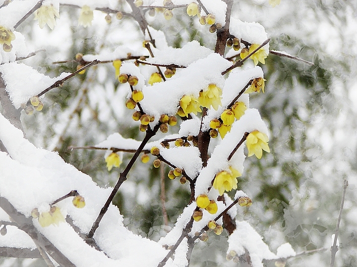 傲雪臘梅花 - 尼康 d90 樣張 - pconline數碼相機樣張庫