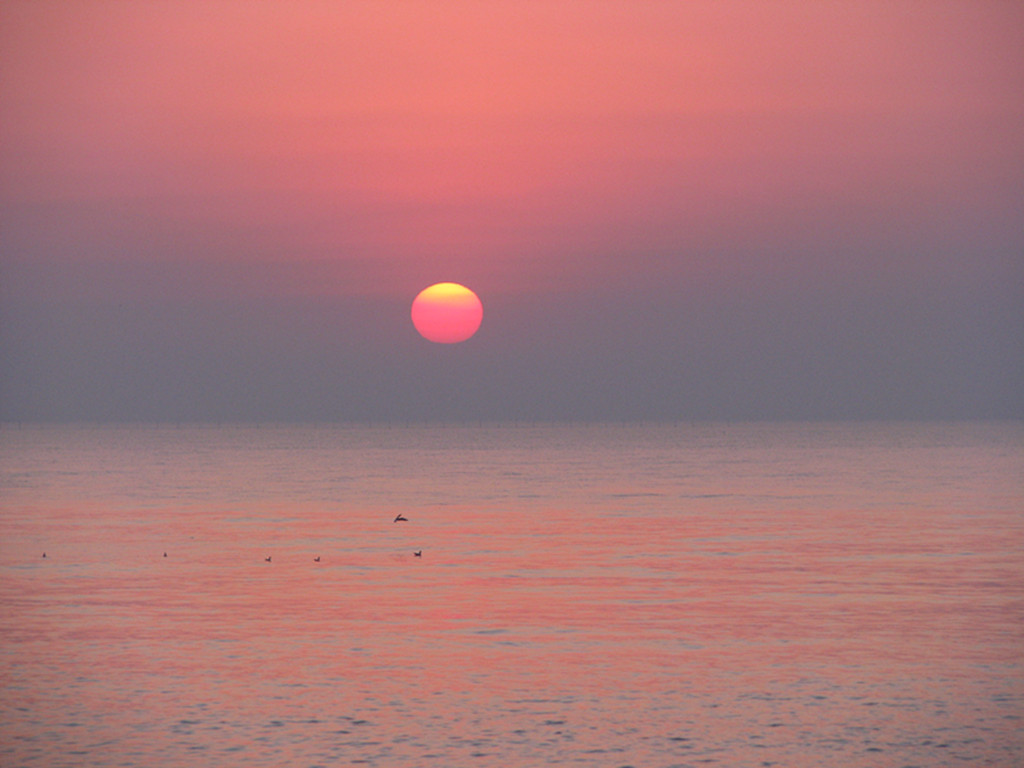 海上日出 ,海鷗