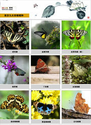 奇妙的昆虫世界（66）蝴蝶谷