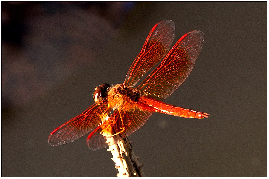 红蜻蜓原版图片