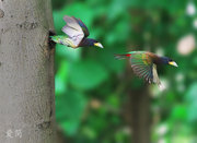 大拟啄木鸟