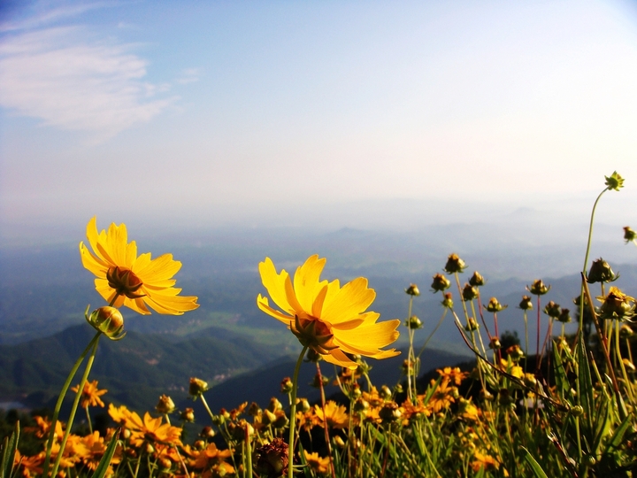 .Wild chrysanthemum