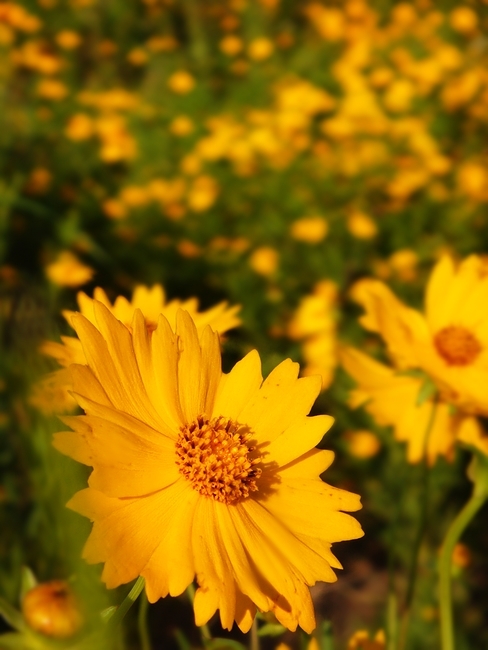 .Wild chrysanthemum