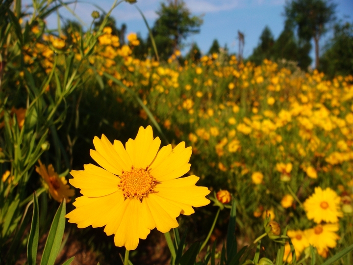 .Wild chrysanthemum