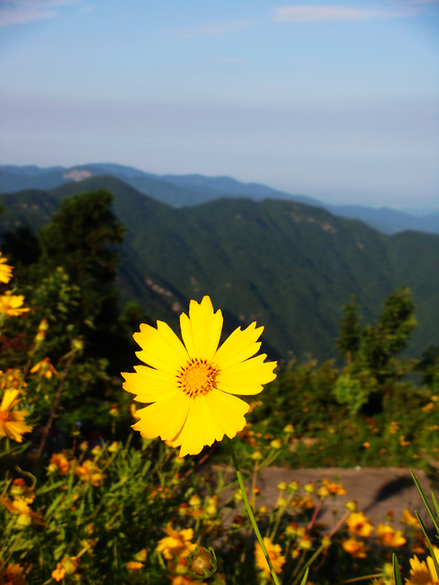 .Wild chrysanthemum