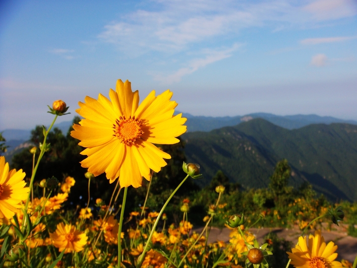 .Wild chrysanthemum