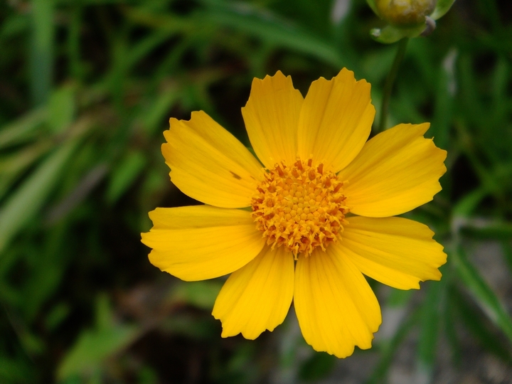 .Wild chrysanthemum