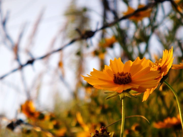 .Wild chrysanthemum