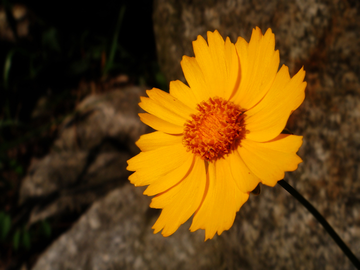 .Wild chrysanthemum