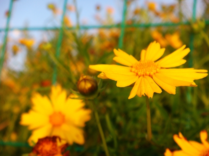 .Wild chrysanthemum