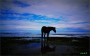 大美青海湖——黑马