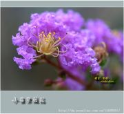 小区紫薇花