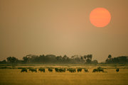 12肯尼亚-走进安博赛利国家公园