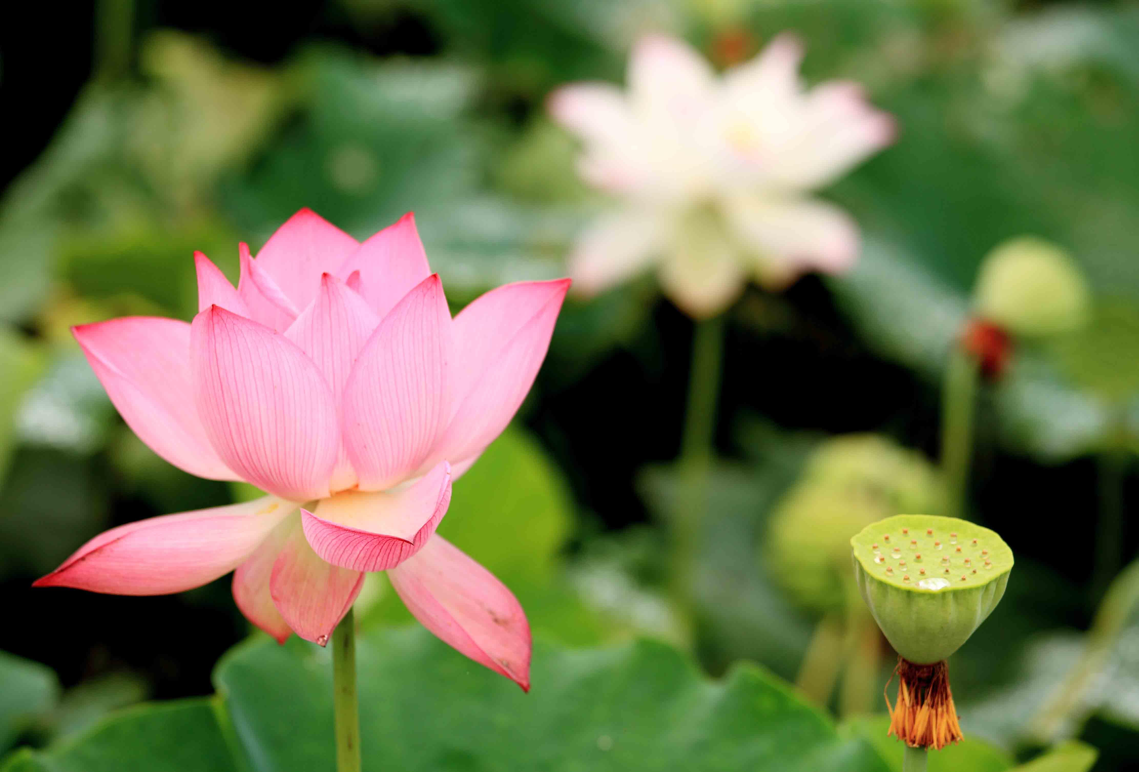 【荷花摄影图片】莲花县生态摄影_清风明月_太平洋电脑网摄影部落