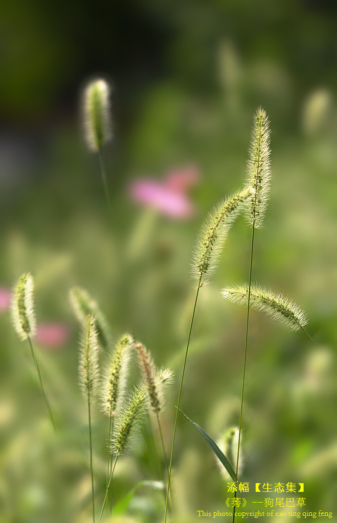 狗尾巴草