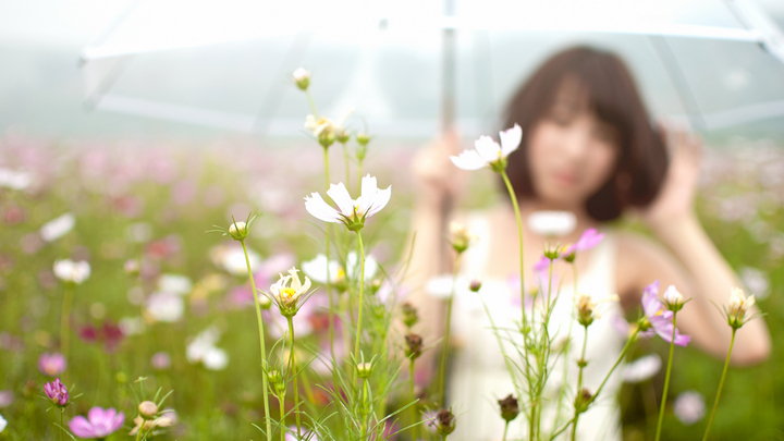 Sea of flowers