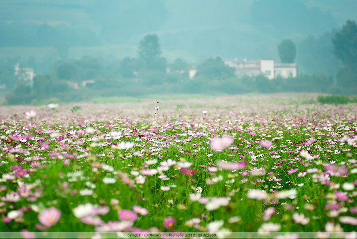 Sea of flowers