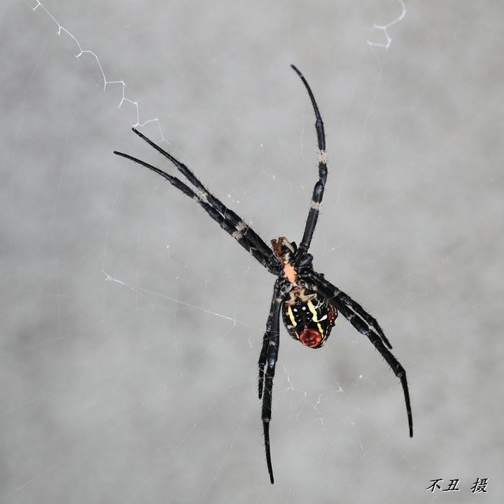 桱ж