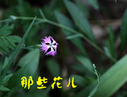 那些花儿