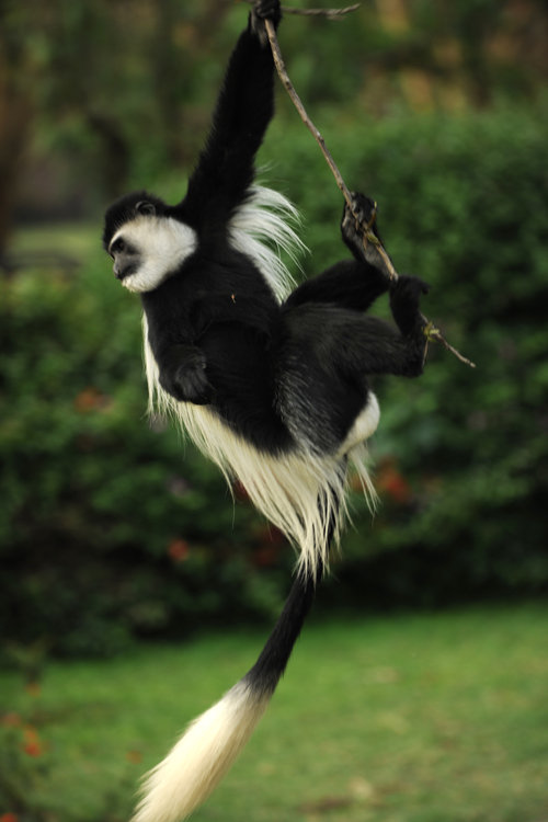 非洲黑白疣猴图片