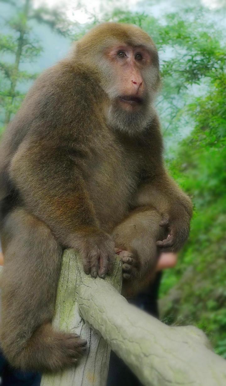 峨眉山猴王照片图片