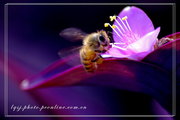 紫罗兰中的小蜜蜂