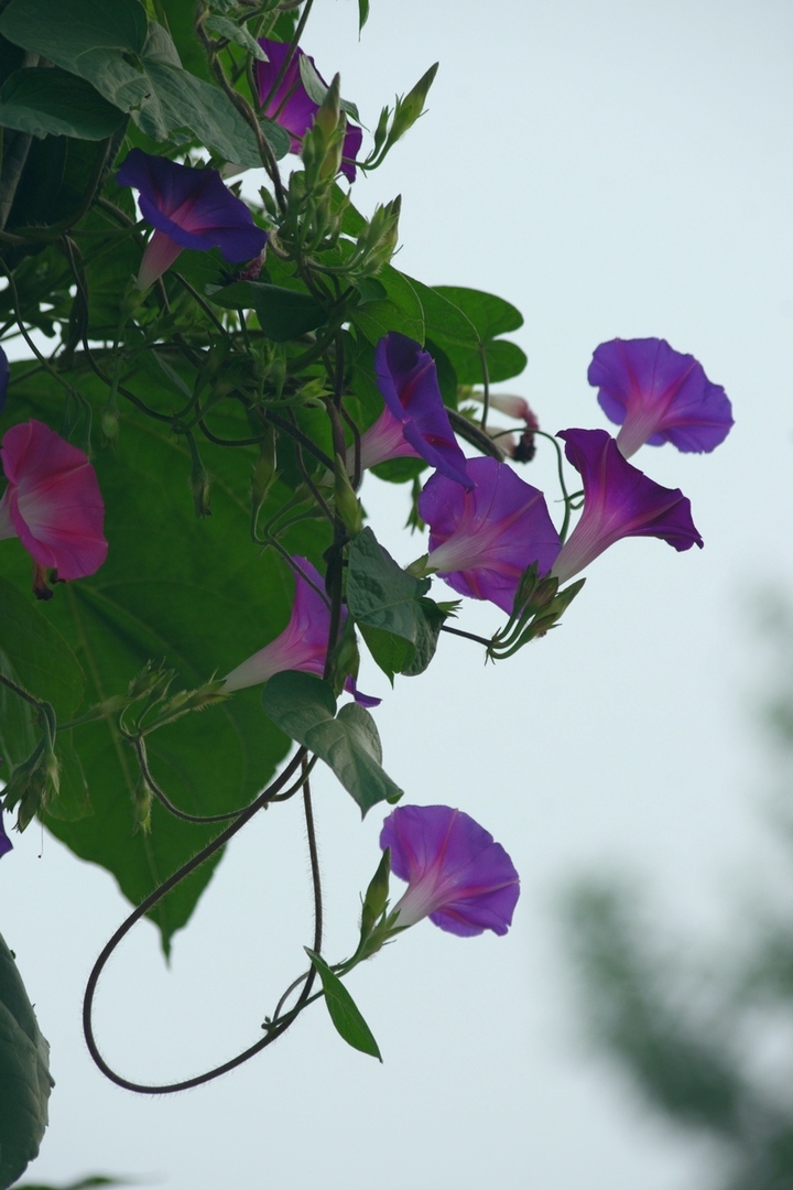 第138集小小牵牛花图片