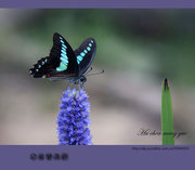 昆虫（8）木兰青凤蝶