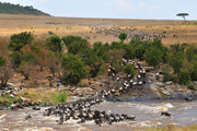 肯尼亚，动物世界（一）：角马大迁徙