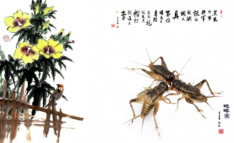 【奇妙的昆虫世界(72)斗蟋蟀摄影图片】南京纪实摄影