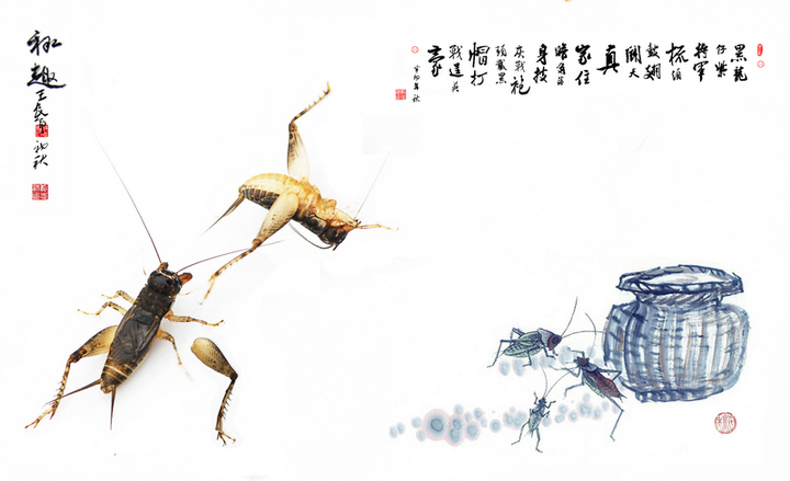 奇妙的昆虫世界(72)斗蟋蟀 