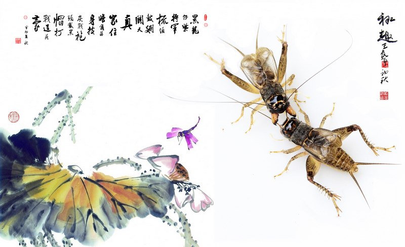 【奇妙的昆虫世界(72)斗蟋蟀摄影图片】南京纪实摄影