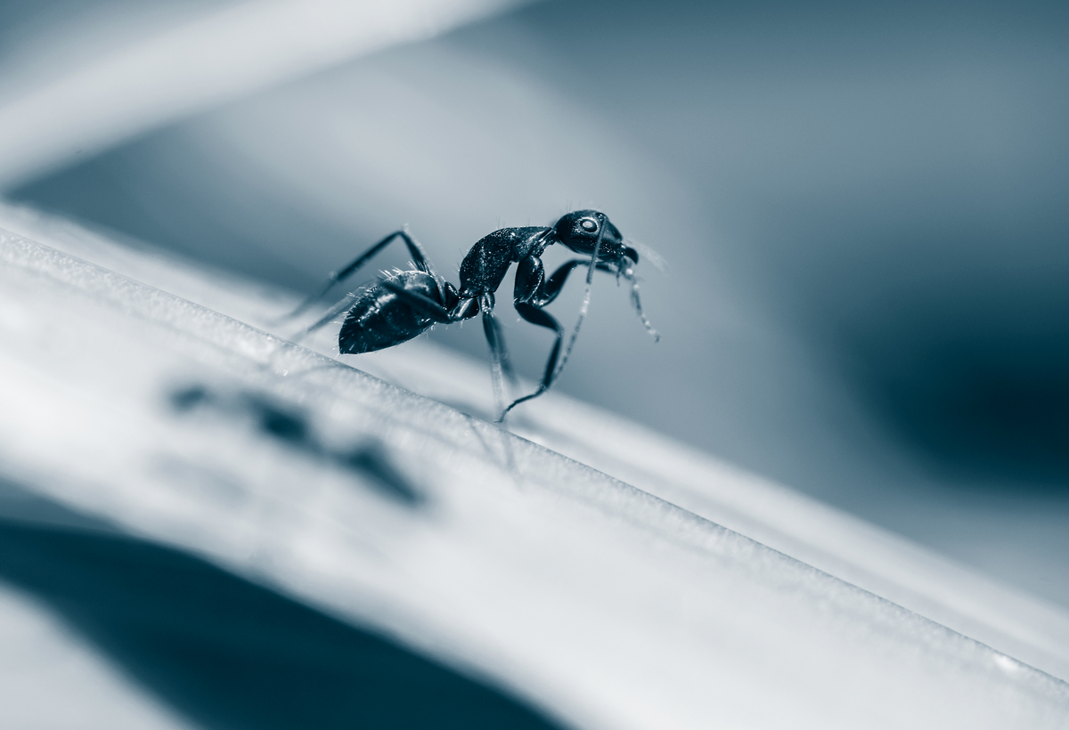 【早安--蚂蚁摄影图片】荆门生态摄影_太平洋电脑网摄影部落