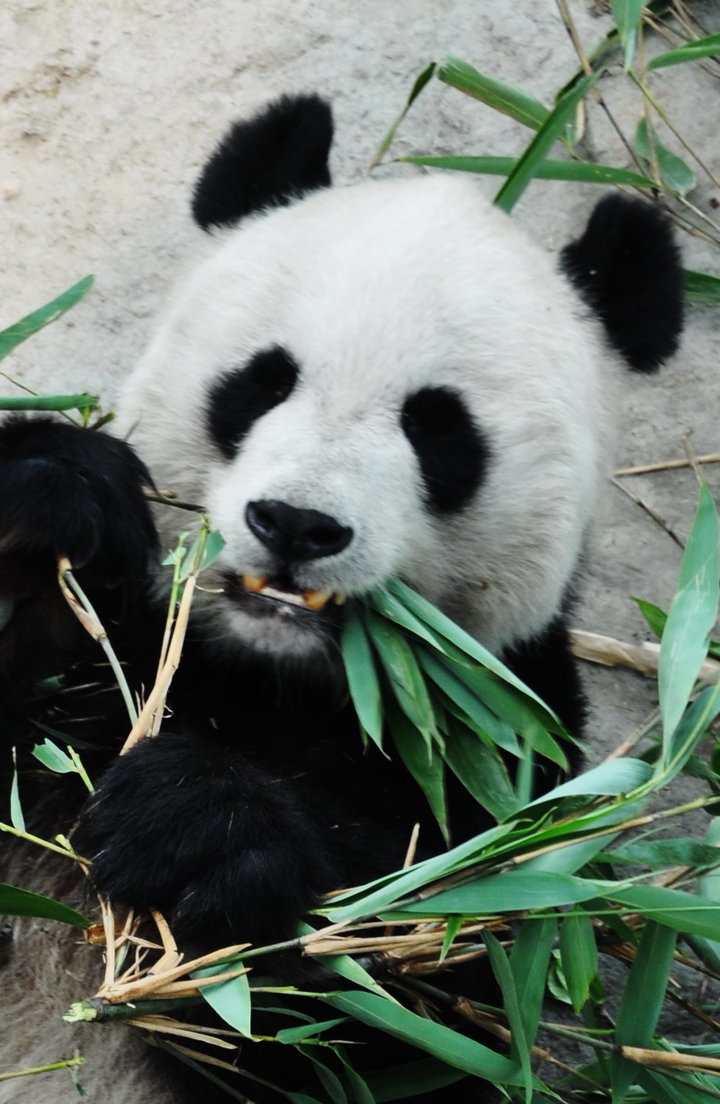 【熊猫餐态摄影图片】西安世博园生活摄影_太平洋电脑网摄影部落