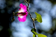 夏末牵牛花