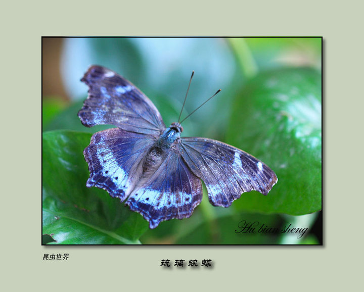 昆虫10琉璃蛱蝶